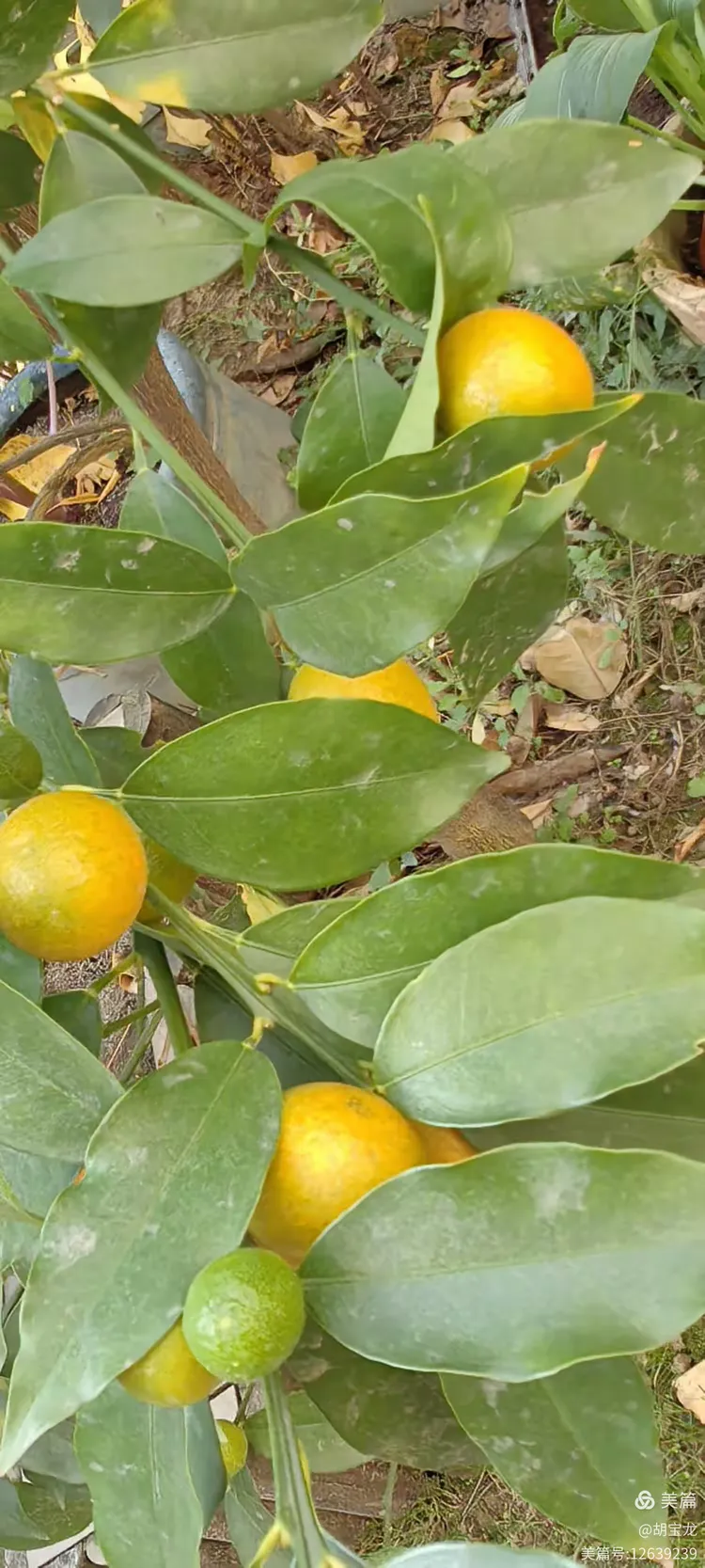 金黄硕果缀芳丛